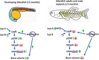 Endospanin Is a Candidate for Regulating Leptin Sensitivity